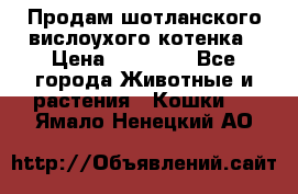 Продам шотланского вислоухого котенка › Цена ­ 10 000 - Все города Животные и растения » Кошки   . Ямало-Ненецкий АО